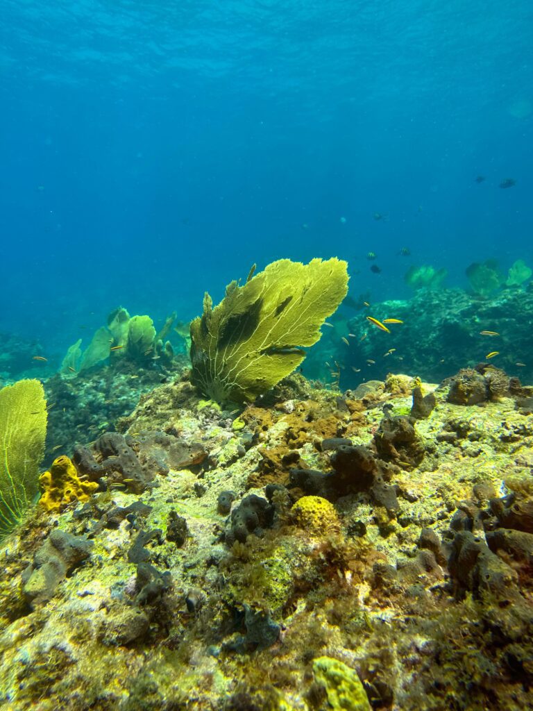 Coraux dans la baie de Grande Anse