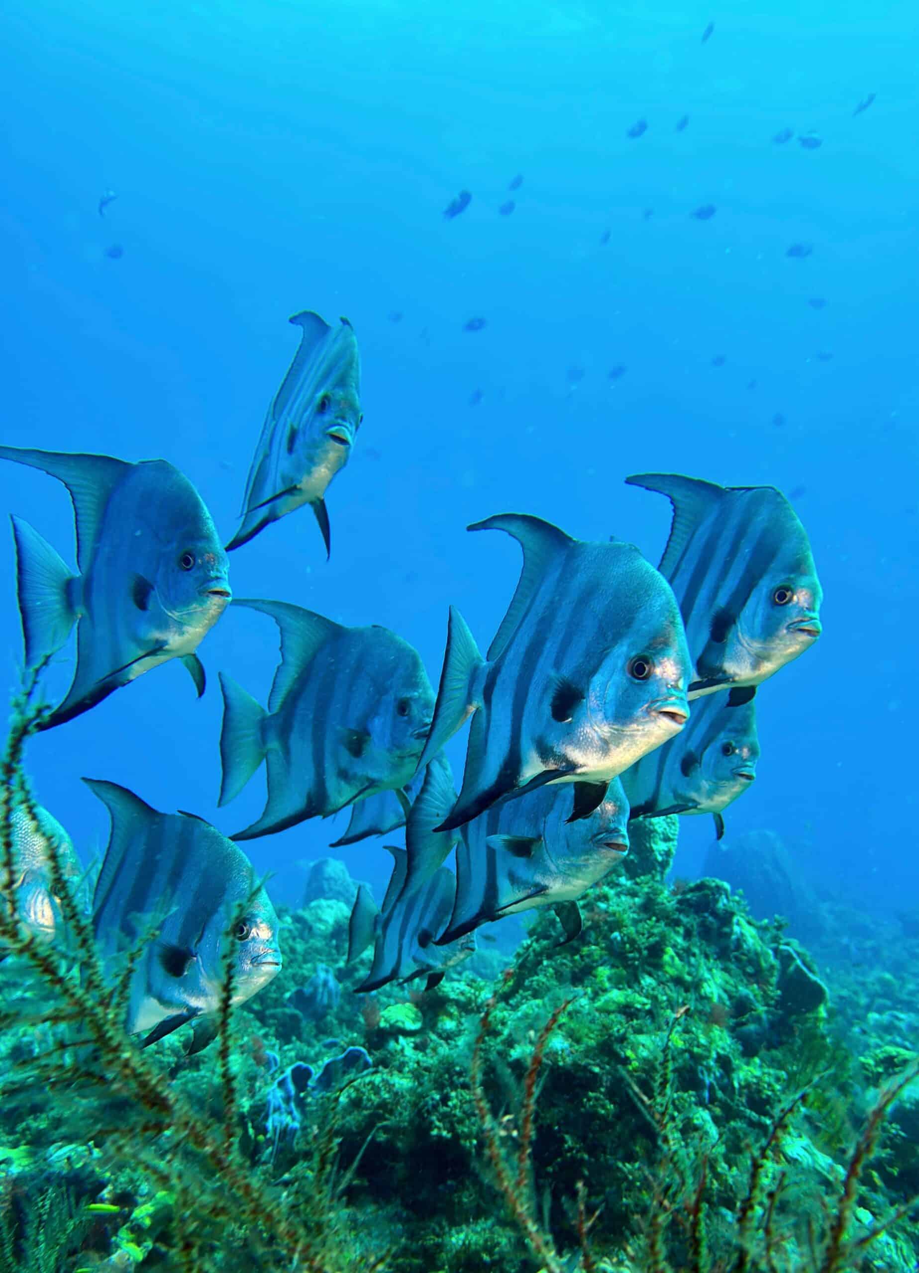 Platax sur un récif de Martinique