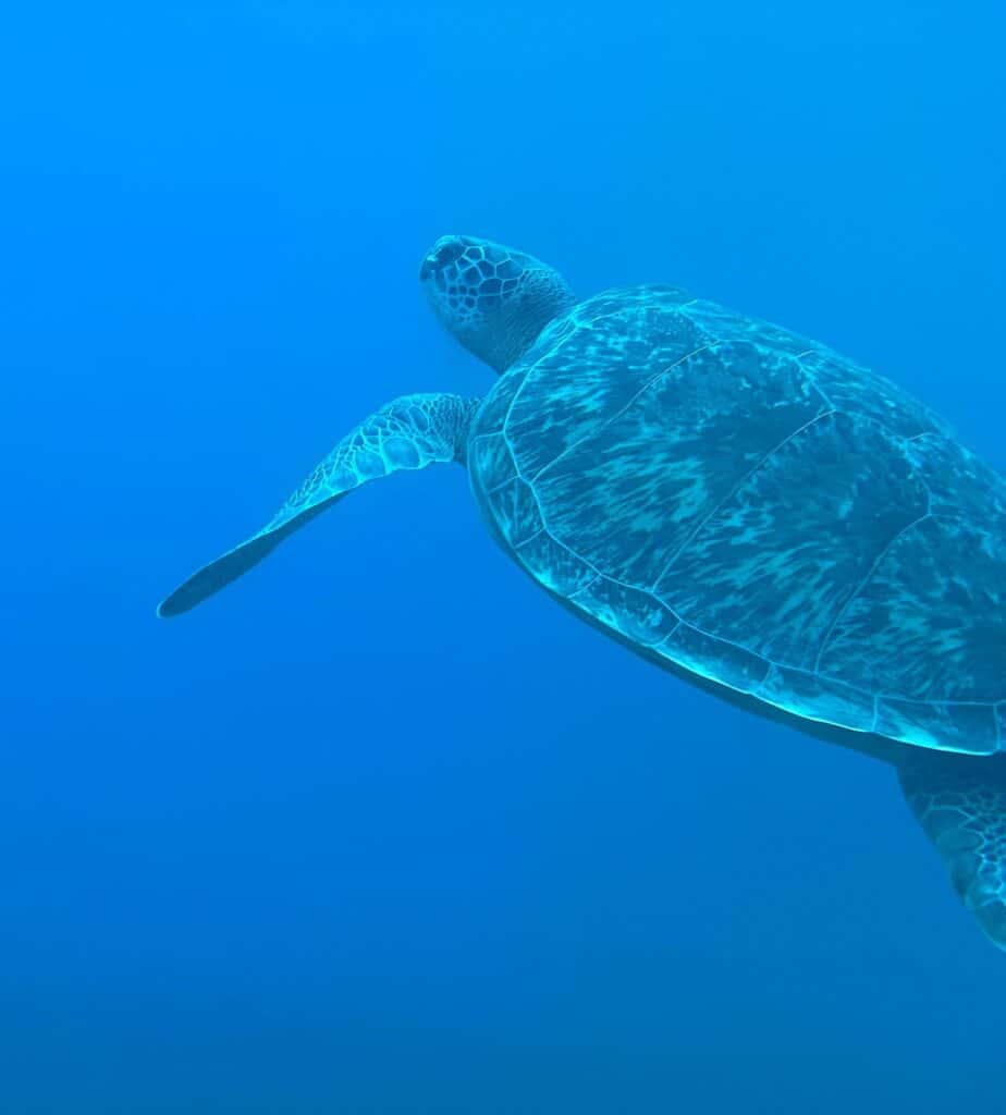 Tortue verte dans la baie de Grande Anse