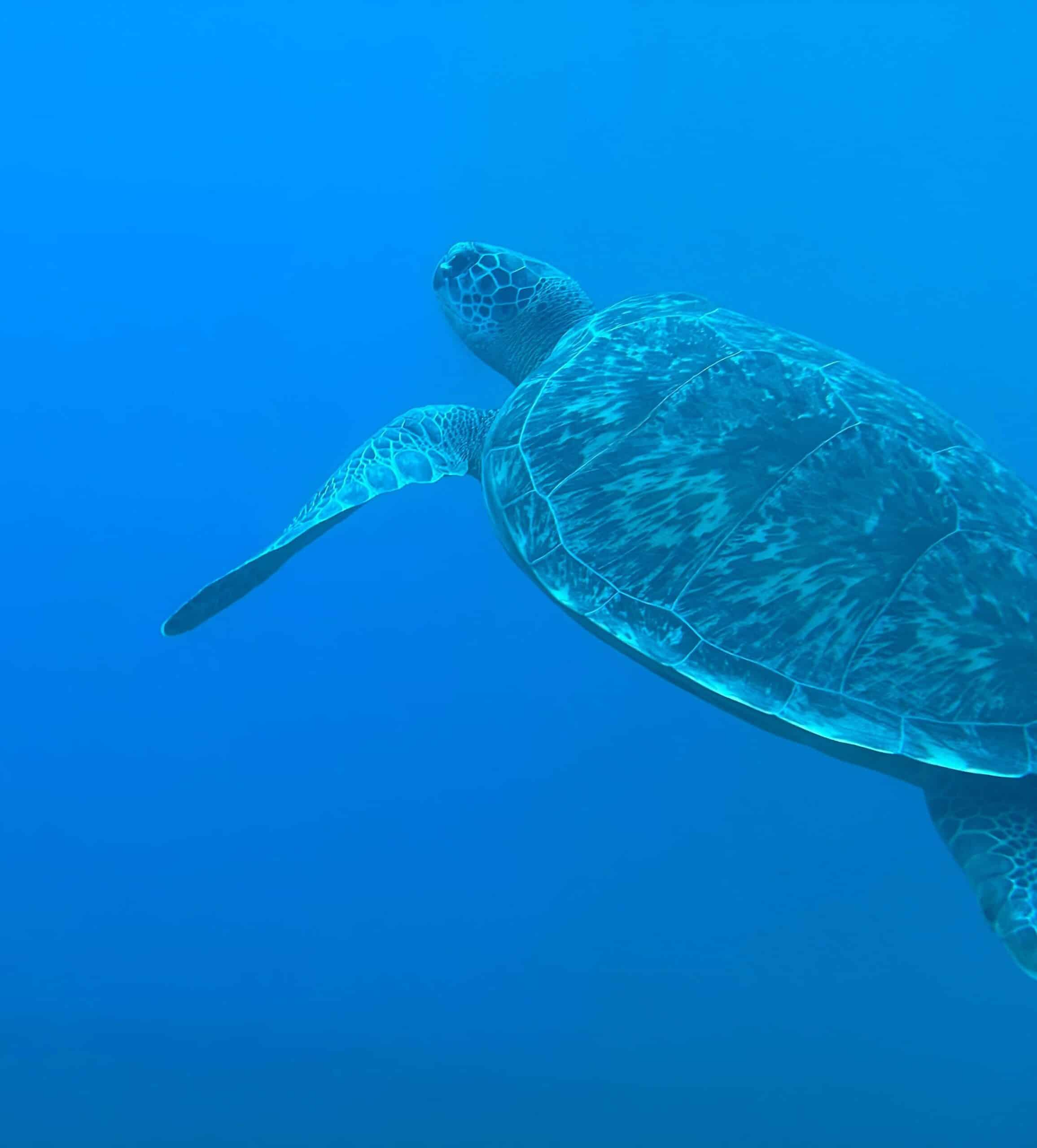 Tortue verte dans la baie de Grande Anse